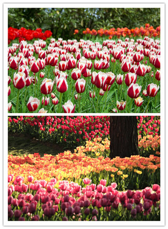 勞動(dòng)公園“現(xiàn)實(shí)版秘密花園”奇幻亮相 門(mén)票免費(fèi)(圖1)